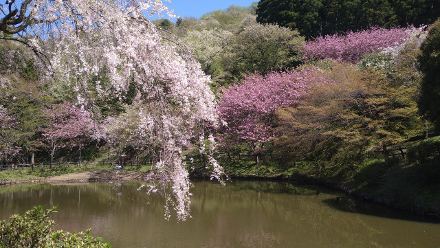 最明寺史跡公園【松田町】